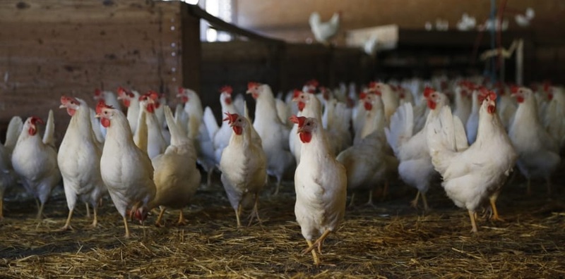 Illustration for article titled Un hombre busca desesperadamente un hogar para las 1.000 gallinas que compró por error en Internet